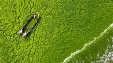 تصویر از فیلم: از بین بردن شکوفایی جلبکی با امواج صوتی