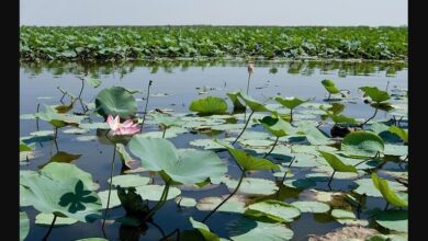 تصویر از «سراب نیلوفر» خشک شد
