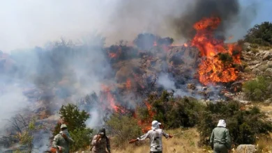 تصویر از حریق هیرکانی/ ابعاد حقوقی آتش‌سوزی کهن‌ترین جنگل ایران