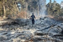 تصویر از انفعال سازمان محیط‌زیست در بحران «الیت»