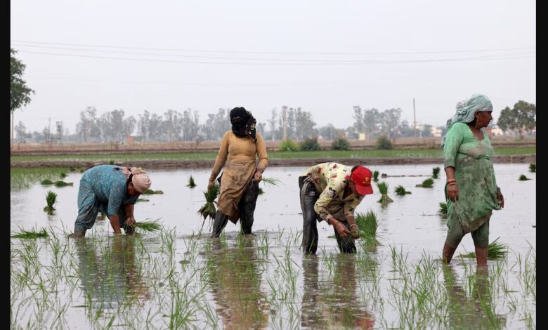 تصویر از فرمانروایی هند بر تجارت جهانی برنج با تشدید بحران قریبالوقوع آب